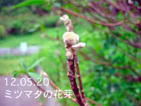 ミツマタの花芽12.05.20