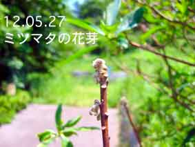 ミツマタの花芽12.05.27