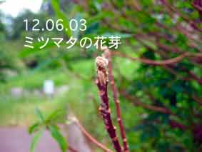 ミツマタの花芽12.06.03