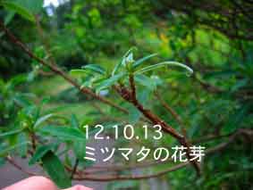 ミツマタの花芽12.10.13
