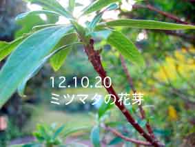 ミツマタの花芽12.10.20