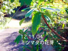 ミツマタの花芽12.11.04