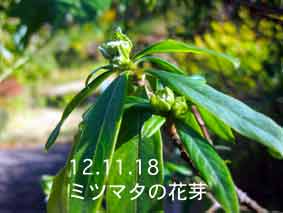ミツマタの花芽12.11.18