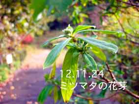 ミツマタの花芽12.11.24