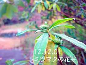 ミツマタの花芽12.12.01