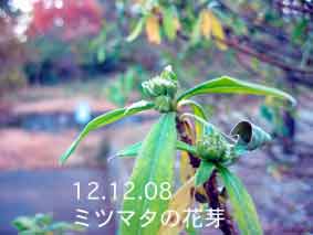 ミツマタの花芽12.12.08