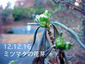 ミツマタの花芽12.12.16