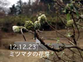 ミツマタの花芽12.12.23