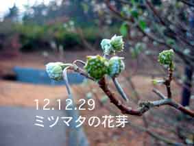 ミツマタの花芽12.12.29
