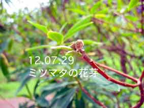 ミツマタの花芽12.07.29
