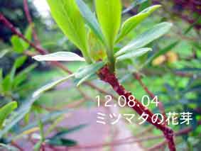 ミツマタの花芽12.08.04