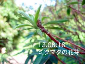 ミツマタの花芽12.08.18