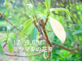 ミツマタの花芽12.09.08