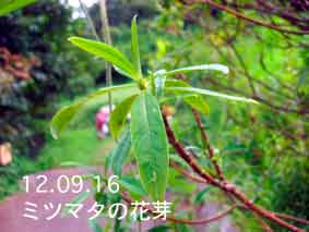 ミツマタの花芽12.09.16
