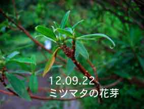ミツマタの花芽12.09.22