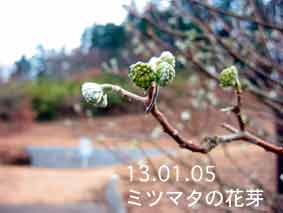 ミツマタの花芽13.01.05