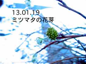 ミツマタの花芽13.01.19