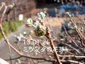 ミツマタの花芽13.01.26