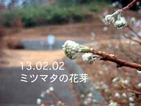 ミツマタの花芽13.02.02