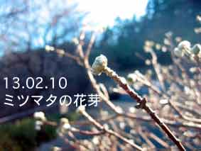 ミツマタの花芽13.02.10