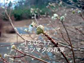 ミツマタの花芽13.02.17