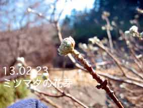 ミツマタの花芽13.02.23