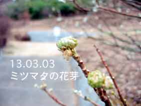 ミツマタの花芽13.03.03