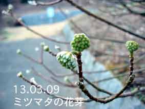 ミツマタの花芽13.03.09