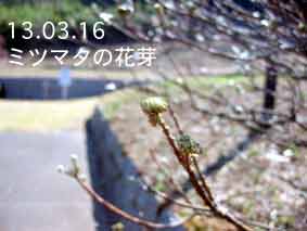 ミツマタの花芽13.03.16