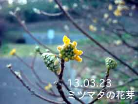 ミツマタの花芽13.03.23