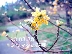 ミツマタの花芽13.03.30