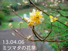 ミツマタの花芽13.04.06