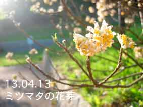 ミツマタの花芽13.04.13