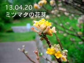 ミツマタの花芽13.04.20