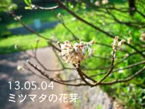 ミツマタの花芽13.05.04