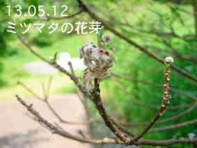 ミツマタの花芽13.05.12