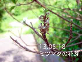 ミツマタの花芽13.05.18