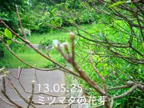 ミツマタの花芽13.05.25