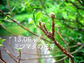 ミツマタの花芽13.06.08
