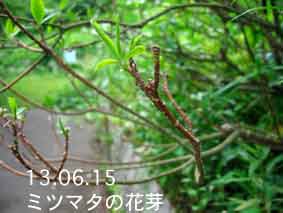 ミツマタの花芽13.06.15