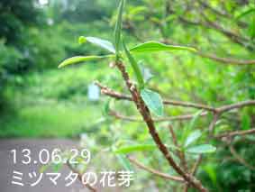 ミツマタの花芽13.06.29
