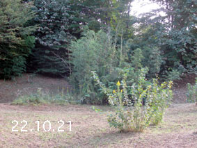 竹林1−22.10.21