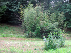 竹林1−22.7.13