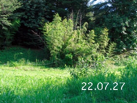 竹林1−22.7.27