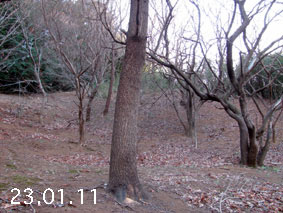 ̐23.1.11