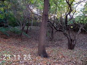 ̐23.11.23