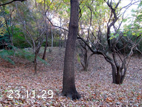 ̐23.11.29