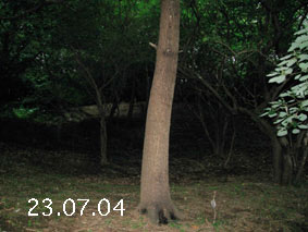 ̐23.7.4
