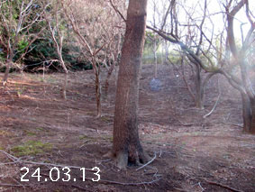 ̐24.3.13