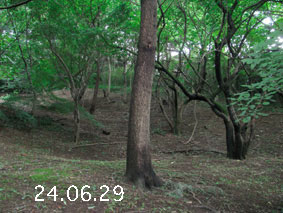̐24.6.29